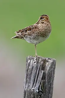 Canadian Prints: Wilson'S Snipe (Gallinago Delicata) Perched On A Fence Post In British Columbia
