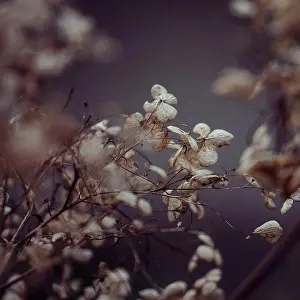 Repose Prints: Wilted flowers of hydrangeas, close-up, hydrangea