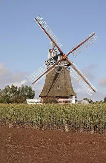 Wind Mill Prints: Windmill on Foehr island, North Frisian Islands, Schleswig-Holstein, Germany, Europe