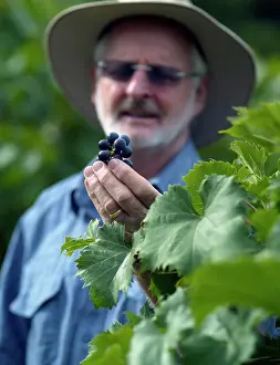Produce Prints: Winegrower assessing grapes amongst grapevines in vineyard