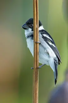 Rainforest Prints: Wing-barred Seedeater (Sporophila americana) perched on a branch in the rainforest of Guyana