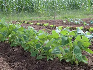 Vegetables Prints: Winged beans in a kitchen garden