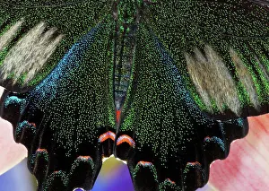 Scales Prints: Wings of a Chinese Peacock Butterfly