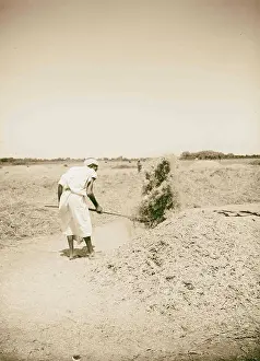 Developed Prints: Winnowing, an agricultural method developed by ancient cultures for separating grain from chaff 1900 Middle East