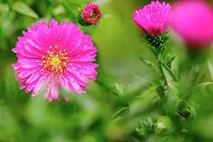 Composite Prints: Winter aster, close-up, double flowers