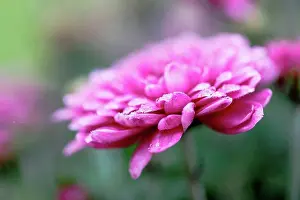 Composite Prints: Winter aster, close-up, double flowers