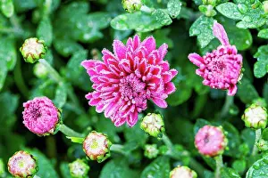 Composite Prints: Winter aster, close-up, double flowers