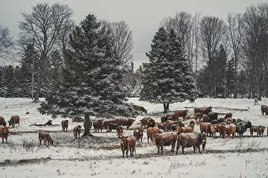 Freezing Prints: Winter Cattle