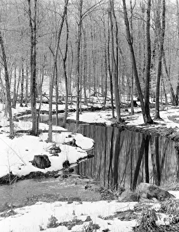 Curve Prints: Winter forest