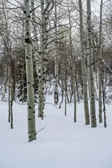 Utah Prints: Winter forest with quaking aspen (Populus tremuloides) trees