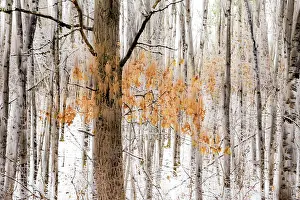 Refreshing Prints: Winter forest scene with snow-covered ground and vibrant orange leaves among bare trees