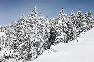 Snowcapped Prints: Winter landscape, Ofen Pass, Swiss National Park, Grisons, Switzerland, Europe