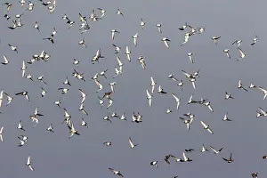 Plumage Prints: Winter plumage Golden Plovers whiffling