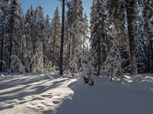 State Park Prints: A winter scene with the snow-covered forest at Lake Wenatchee State Park in eastern Washington State