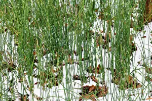 Pflanze Prints: Winter-Schachtelhalm, Winterschachtelhalm Equisetum hyemale