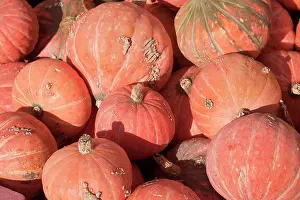 Vegetables Prints: Winter Squash (Cucurbita maxima) Golden Nugget, fruit, West Sussex, England, October