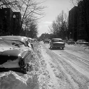 Bare Tree Prints: Winter street