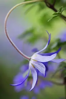 Petals Prints: Winter windflower, Anemone blanda Blue Shades