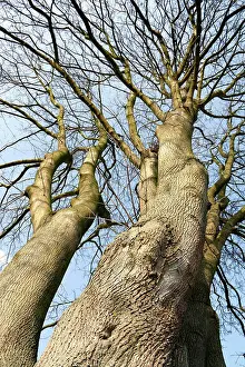 Alter Prints: winterliche Blutbuche winterly copper beech in worm s-eye view Copyright: xZoonar