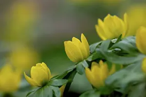 A Lot Of Prints: Winterlings, Eranthis hyemalis, yellow flowering, close-up