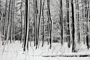 Mountain Chain Prints: Wintry forest on Mt. Kreuzberg, Rhoen Range, Franconia, Bavaria, Germany, Europe