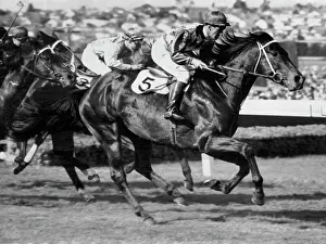 Stallion Prints: 'Wodalla' Racehorses. October 27, 1953