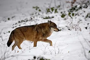Environmental Reserve Prints: Wolf (Canis lupus), captive, Bavarian Forest National Park