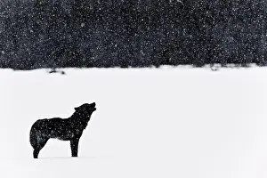 Animal Prints: This wolf was nicknamed Romeo. His mate was struck by a vehicle several years ago