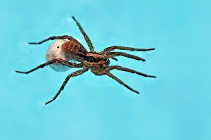 Blacks Prints: Wolf spider walking on the water of a swimming pool France