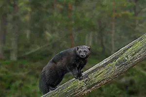 : Wolverine (Gulo gulo), glutton