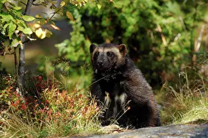 Afrasia Prints: Wolverine sitting at the end of the day Sweden