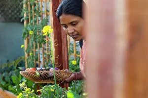 Vegetables Prints: A woman carrying a full basket of fresh picked vegetables