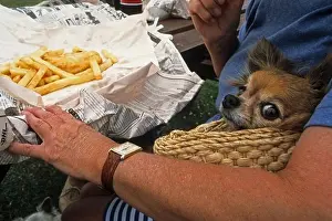 Crisps Prints: Woman and dog eating fish and chips outside