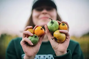 Vegetables Prints: Woman gathering ripe tomatoes in the garden