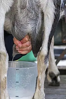 Containers Prints: Woman hand milking goat by massaging and pulling down on the teats of the udder