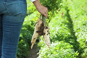Jeans Prints: Woman harvesting radish