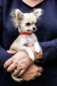 Woman holding a small dog in her arms