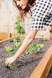 Life Styles Prints: Woman with long brown hair working in a garden, planting seedlings in a bed