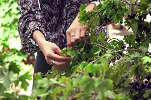Blouse Prints: A woman picks cherry tomatoes in a garden