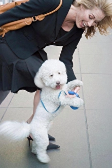 Fluffy Prints: Woman playing with dog on sidewalk