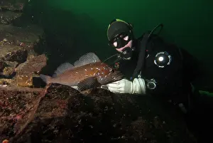 Recreation Prints: A woman scuba diver looks at a kelp greenling