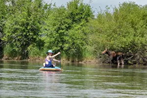 Moose Prints: Woman on stand up paddleboard on Teton River with up close encounter with moose