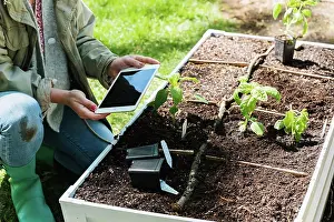 Low Section Prints: Woman using tablet while planting seedlings