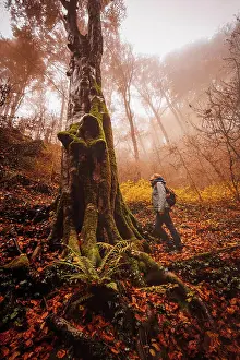 Foggy Prints: Woman walking and contemplating forest with autumn colors among fog