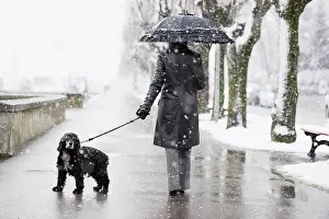 Best Prints: A woman walking her dog in a snowfall;Locarno ticino switzerland