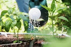 Watering Can Prints: Woman watering plants in vegetable garden