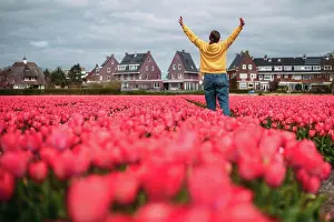Tulips Prints: Woman in a yellow sweatshirt in a pink field of tulips