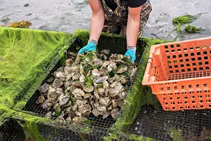 Turtle Prints: woman's gloved hands lifting oysters out of oyster cage