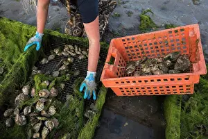 Oyster Prints: woman's gloved hands removing oysters from oyster cage