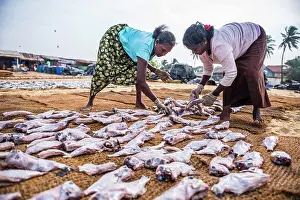 Large Group Prints: Women working in Negombo fish market (Lellama fish market)